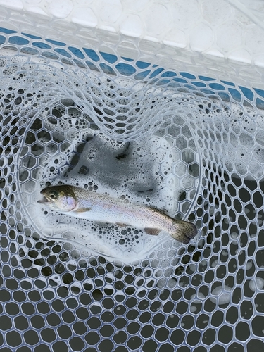 ニジマスの釣果