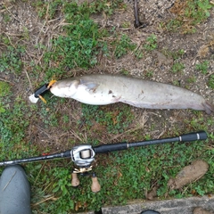 マナマズの釣果