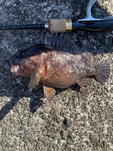 ソイの釣果