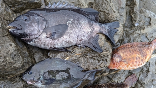 イシダイの釣果