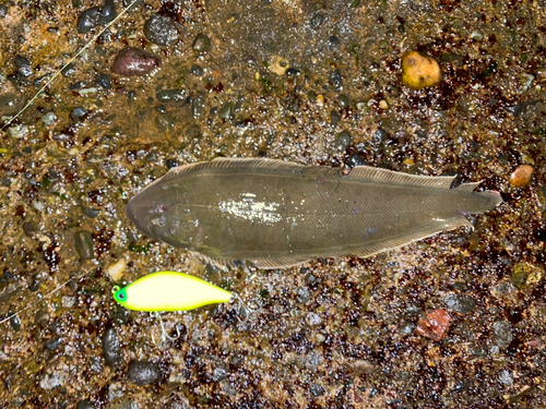 シタビラメの釣果