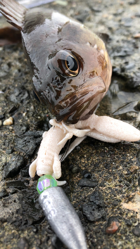 エゾメバルの釣果