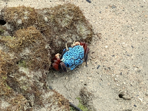 コチの釣果