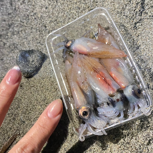 ホタルイカの釣果