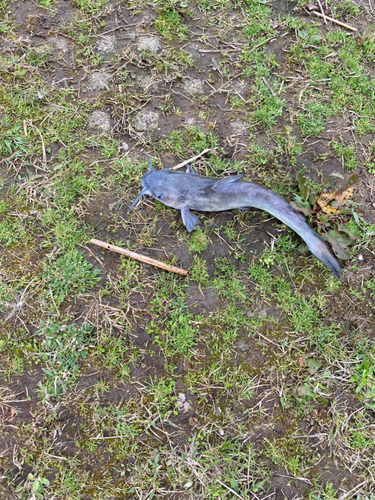 アメリカナマズの釣果