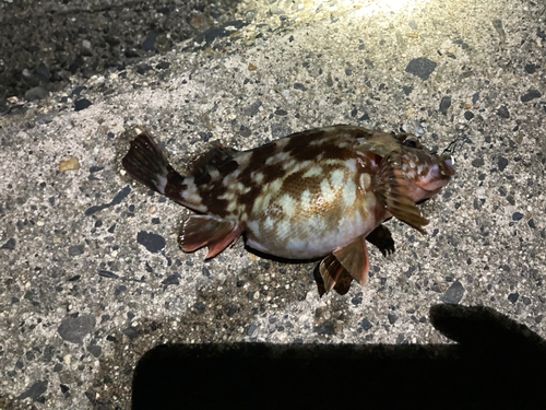 カサゴの釣果