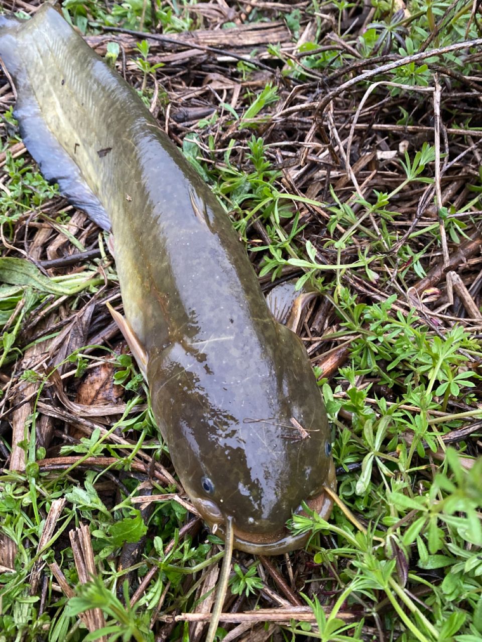 gori@goriさんの釣果 1枚目の画像