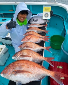 マダイの釣果