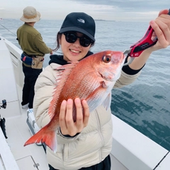 マダイの釣果