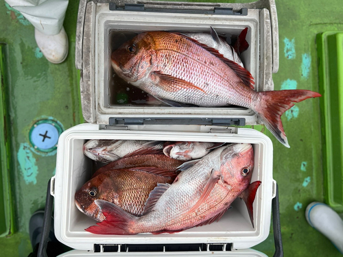 マダイの釣果