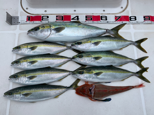 ハマチの釣果