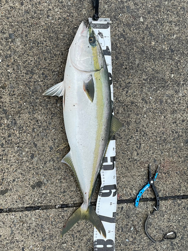 ハマチの釣果