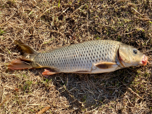 コイの釣果