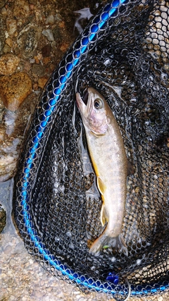 イワナの釣果