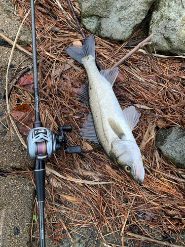 シーバスの釣果