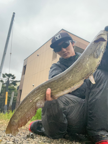 マナマズの釣果