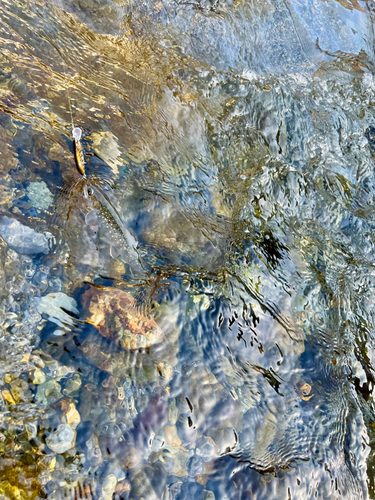 ニッコウイワナの釣果