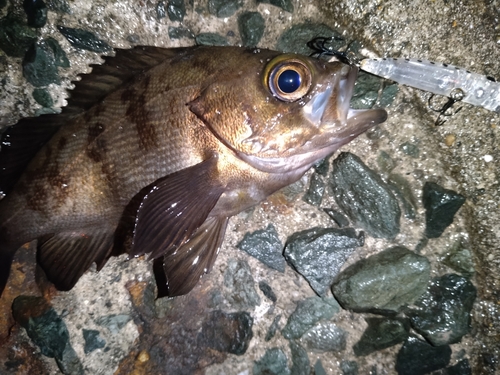 メバルの釣果