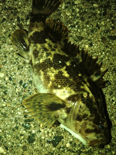 タケノコメバルの釣果