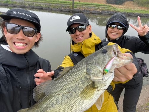 ブラックバスの釣果