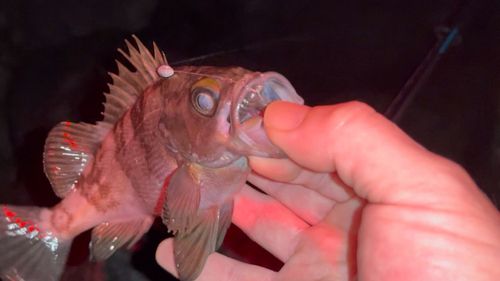 シロメバルの釣果