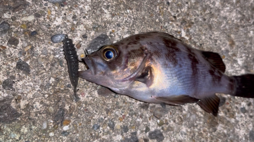 シロメバルの釣果