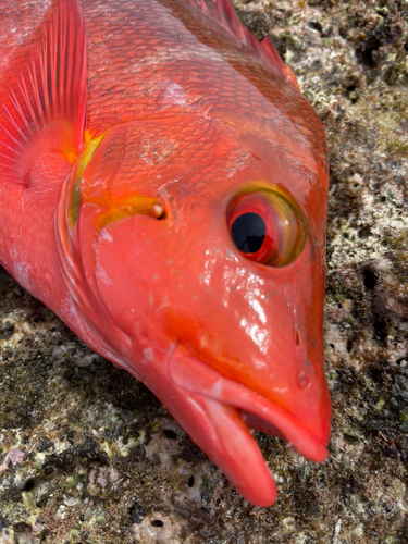 ヒメフエダイの釣果