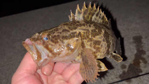 タケノコメバルの釣果