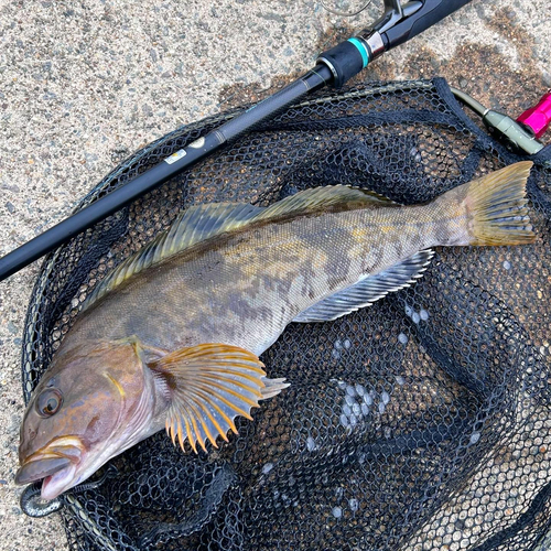 アイナメの釣果