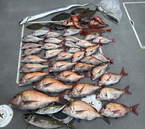 マダイの釣果