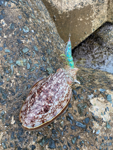 コウイカの釣果