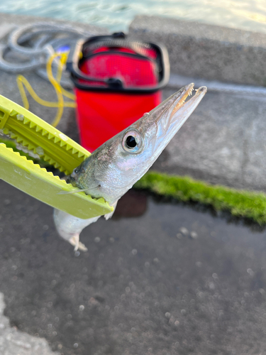 カマスの釣果