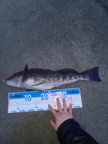 アイナメの釣果