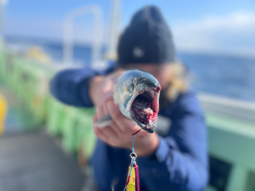 サクラマスの釣果