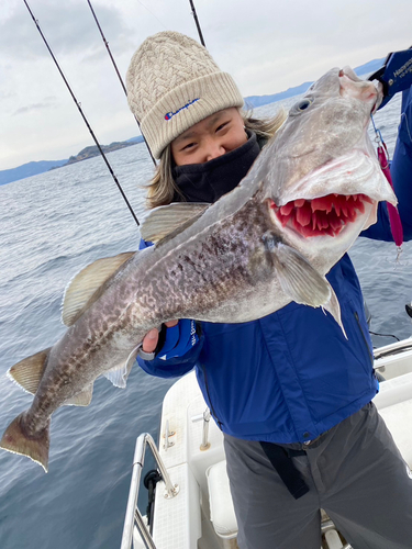 タラの釣果