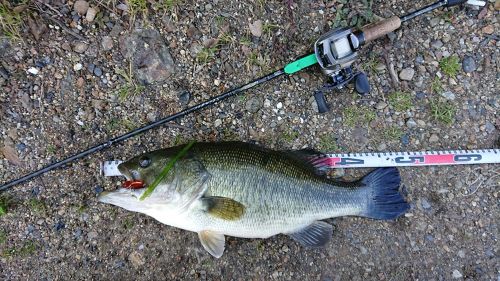 ブラックバスの釣果