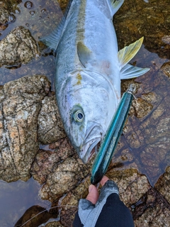ヒラマサの釣果