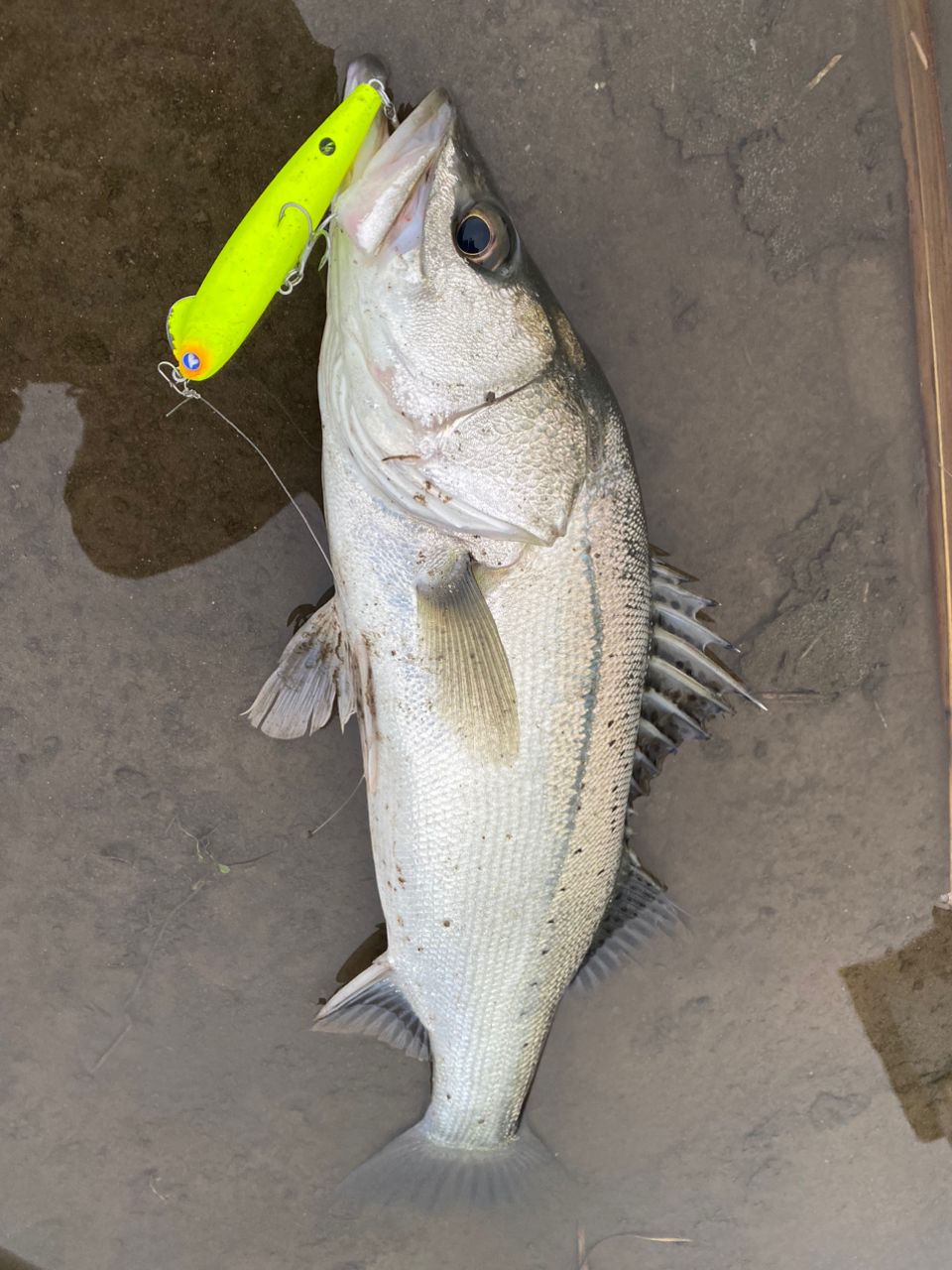 タイリクスズキ