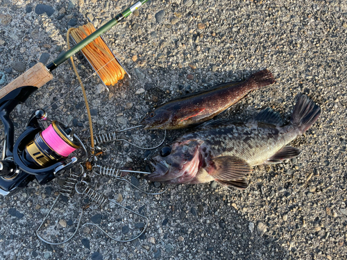 アイナメの釣果