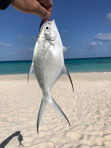 コバンアジの釣果