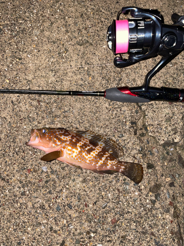 アコウの釣果