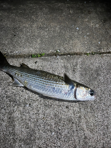 ボラの釣果