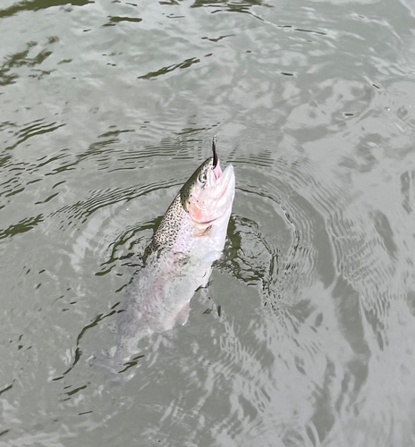 ニジマスの釣果