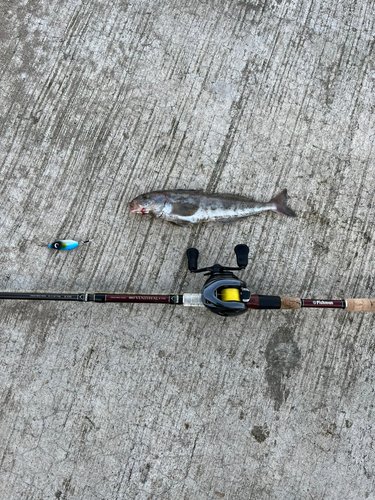 ホッケの釣果