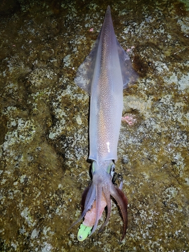 ヤリイカの釣果