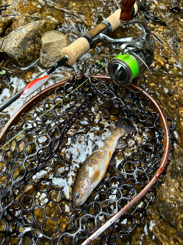 イワナの釣果