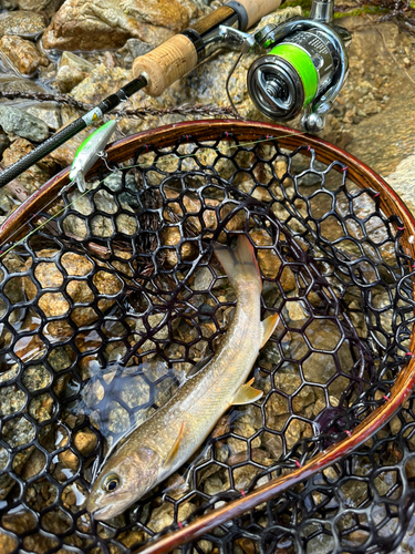 イワナの釣果