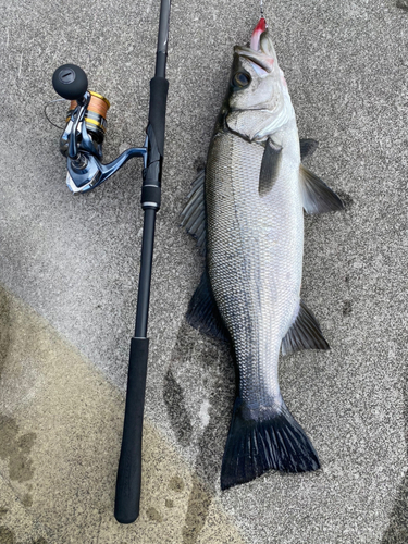 セイゴ（ヒラスズキ）の釣果