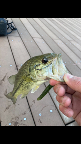 ラージマウスバスの釣果