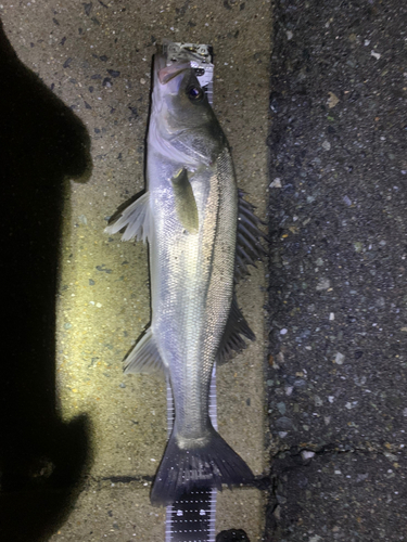 シーバスの釣果